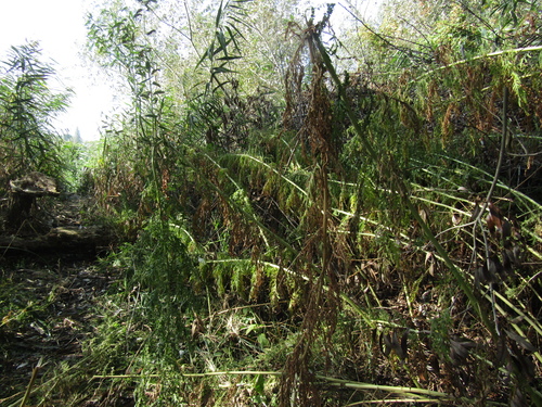 Artemisia tournefortiana, photograph 5