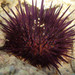 Atlantic Purple Sea Urchin - Photo (c) Emanuele Santarelli, some rights reserved (CC BY-SA), uploaded by Emanuele Santarelli