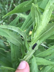 Trirhabda canadensis