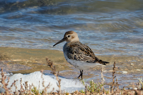 Correlimos común (Calidris alpina)