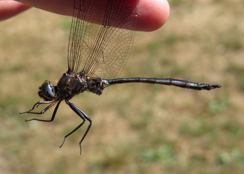 Williamson's Emerald