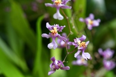 Oncidium sotoanum, photograph (c) Neptalí Ramírez Marcial, some rights reserved (CC BY)