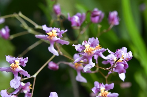 Oncidium sotoanum, photograph 5