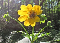 Smallanthus uvedalia