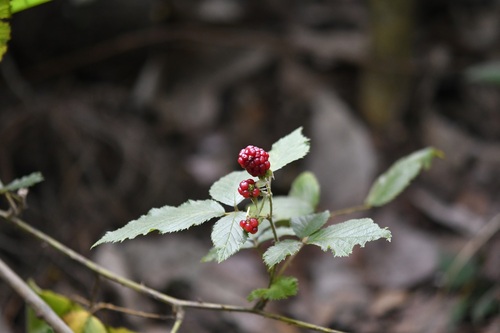 Rubus coriifolius, photograph 5