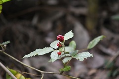 (c) Neptalí Ramírez Marcial, some rights reserved (CC BY) Rubus coriifolius, photograph (c) Neptalí Ramírez Marcial, some rights reserved (CC BY)