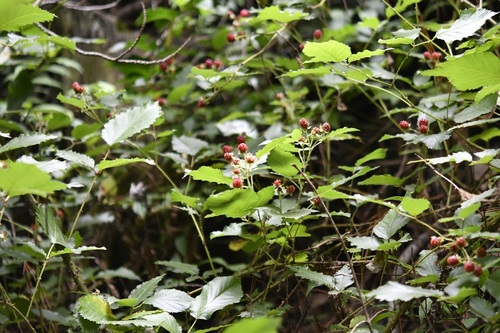 Rubus coriifolius, photograph 4