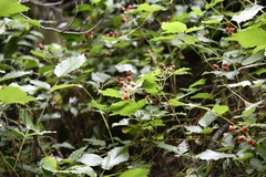 (c) Neptalí Ramírez Marcial, some rights reserved (CC BY) Rubus coriifolius, photograph (c) Neptalí Ramírez Marcial, some rights reserved (CC BY)