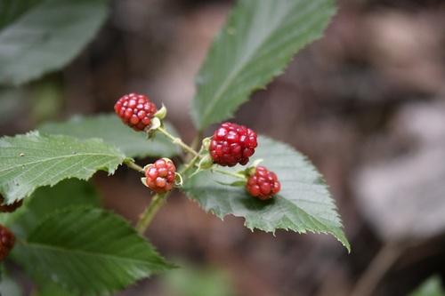 Rubus coriifolius, photograph 3