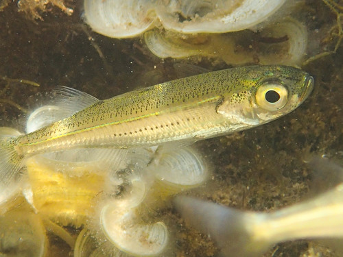 Big-scale sand smelt (Atherina boyeri) — Atherinidae