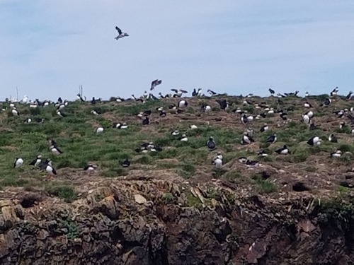 Atlantic Puffin