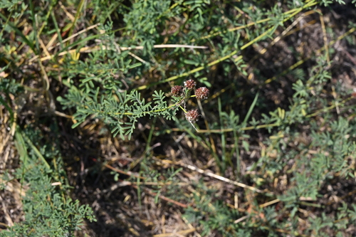 Image of Dalea multiflora by no rights reserved