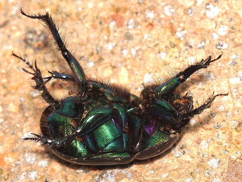 Violet Dor Beetle