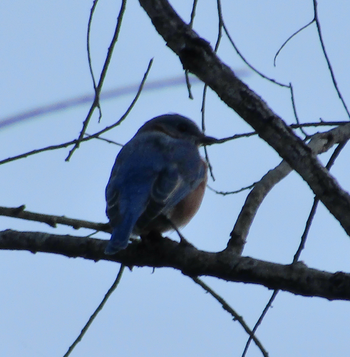 Eastern Bluebird photographed in New Jersey