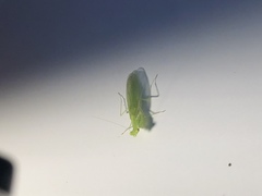 Tropidomantis gressitti