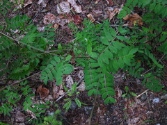 Astragalus robbinsii