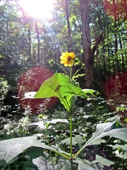 Smallanthus uvedalia
