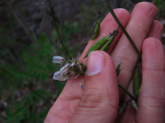 Astragalus robbinsii