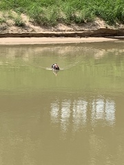 Cairina moschata domestica
