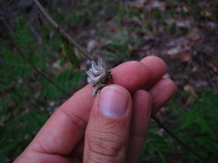 Astragalus robbinsii