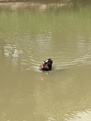 Cairina moschata domestica