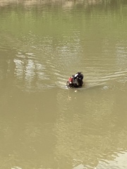 Cairina moschata domestica