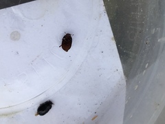 Dactylosternum abdominale