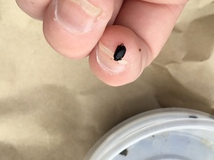 Dactylosternum abdominale