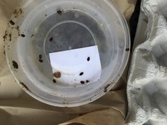 Dactylosternum abdominale