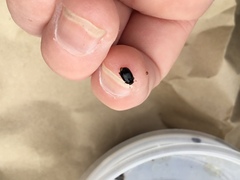 Dactylosternum abdominale