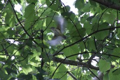 Vireo griseus