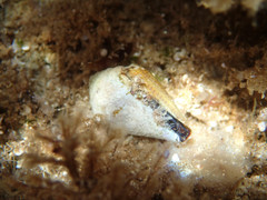 Conus ventricosus