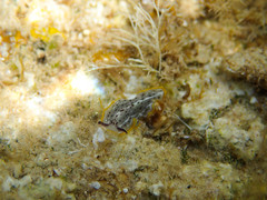 Prostheceraeus moseleyi