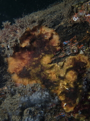Schizoporella
