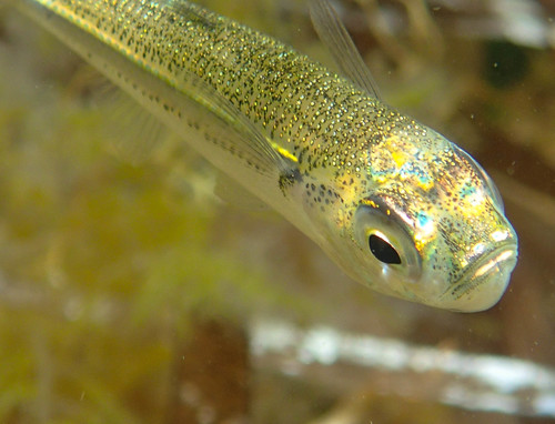 Big-scale Sand Smelt