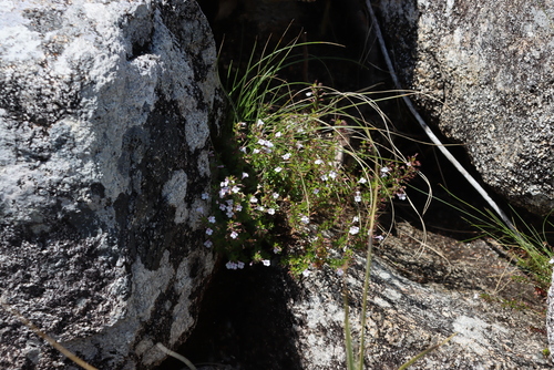 Image of Micromeria imbricata by (c) Tony Rebelo, some rights reserved (CC BY-SA)