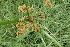 Cyperus entrerianus