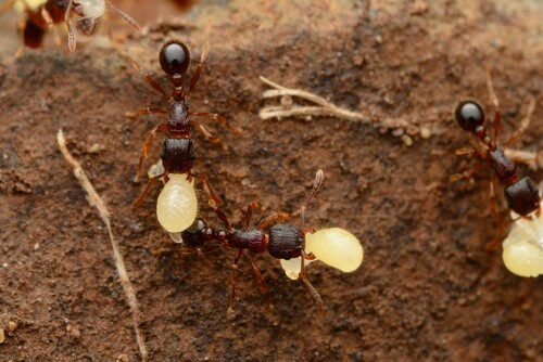 Grassi's Fierce ant