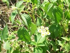 Lantana canescens