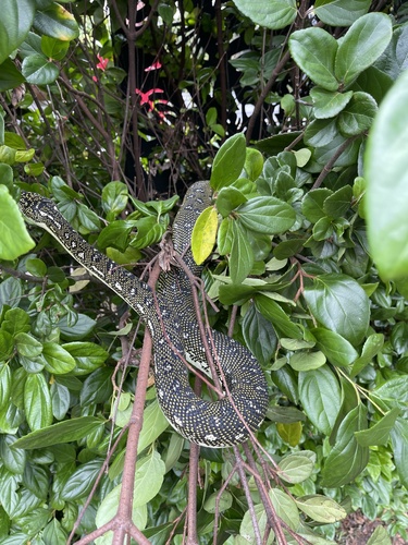 Diamond Python sighting