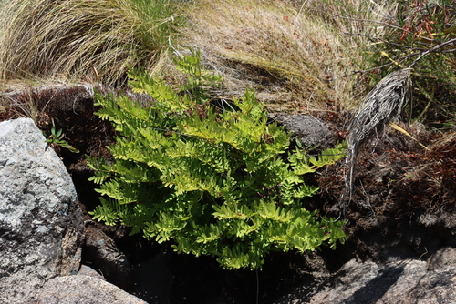 Image of Osmunda acuta by (c) Tony Rebelo, some rights reserved (CC BY-SA)