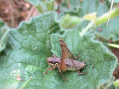 Pachytrachis gracilis