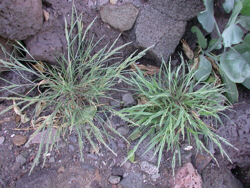 Panicum fauriei observed 2003-01-15