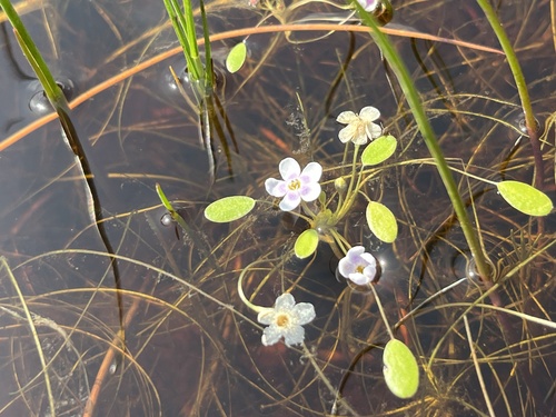 Wild mustard (Limosella grandiflora)
