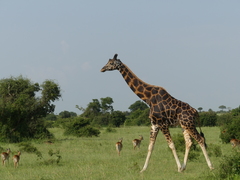 Giraffa camelopardalis rothschildi