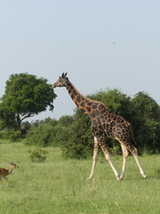 Giraffa camelopardalis rothschildi