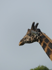 Giraffa camelopardalis rothschildi