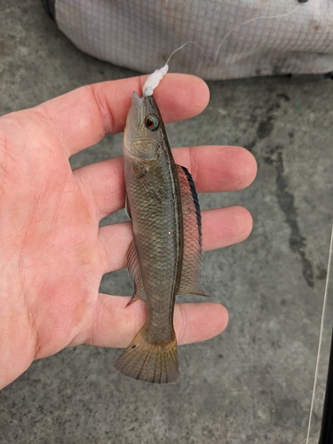 Ground mullet (Neoodax balteatus) — Odacidae — 3