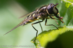 Dasysyrphus intrudens