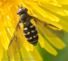 Dasysyrphus intrudens